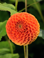 Image showing Tangerine dahlia