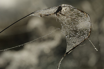 Image showing Drops of dew on a spider web 