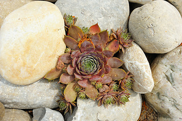 Image showing Plant houseleeks among the rocks 