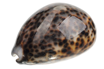 Image showing shell