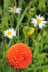 Image showing Tangerine dahlia