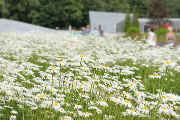 Image showing White daisy flowers on the meadow.