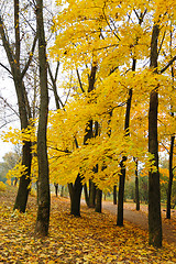 Image showing Autumn 