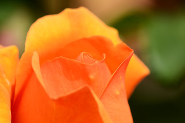 Image showing Unopened orange rose bud