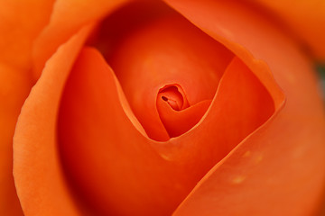 Image showing Orange rose bud