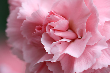 Image showing Pale pink carnation 