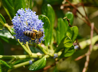 Image showing Honey bee exploring a blue ceanothus flower 