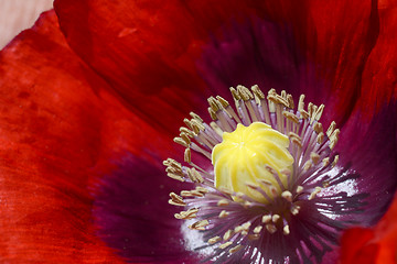 Image showing Deep red poppy bloom