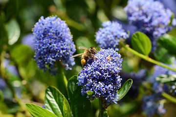 Image showing Honeybee collecting pollen on a ceanothus