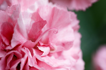 Image showing Abstract of pink carnation petals 