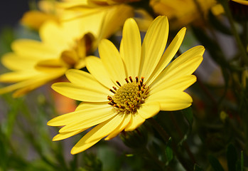 Image showing Yellow African daisy flower