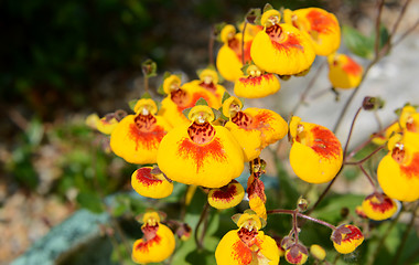 Image showing Calceolaria flowers