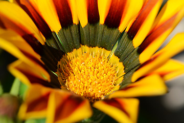 Image showing Red and yellow gazania flower