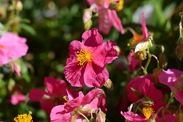 Image showing Pink helianthemum