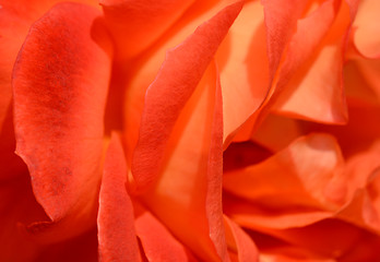 Image showing Abstract rose petals