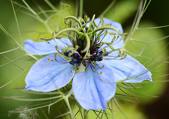 Image showing Nigella (Love in a Mist) flower 