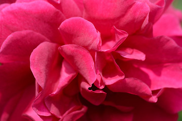 Image showing Deep pink rose 