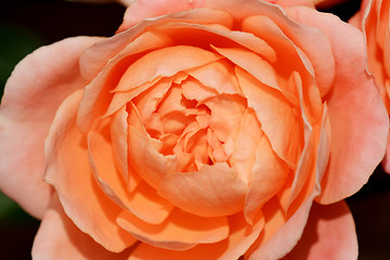 Image showing Rose coming into bloom