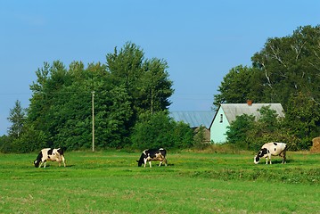 Image showing Cows