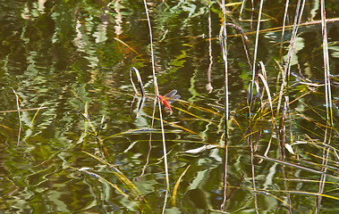 Image showing dragonfly