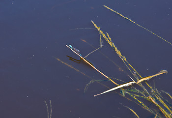 Image showing dragonfly