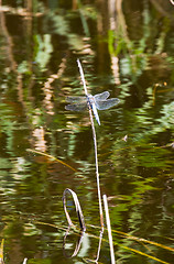 Image showing dragonfly