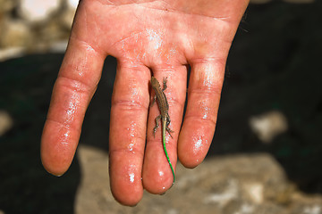 Image showing small lizard
