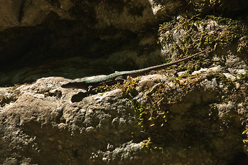 Image showing lizard