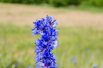 Image showing blue cornflower bouquet on nature green background