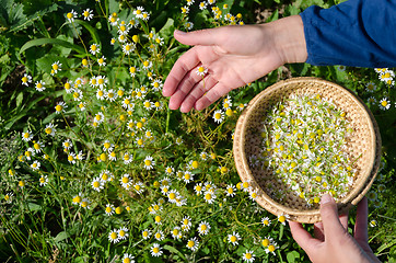 Image showing Hand pick chamomile herbal flower blooms to dish 