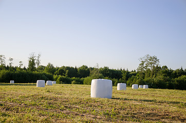 Image showing polythene wrapped grass bales fodder for animal 
