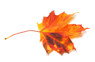 Image showing Autumn maple-leaf