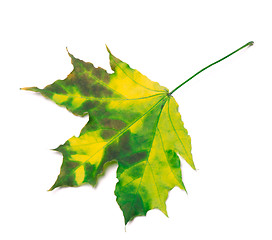 Image showing Multicolor maple-leaf 