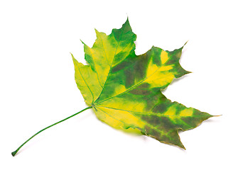 Image showing Multicolor maple leaf