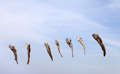 Image showing Stockfish drying on sun