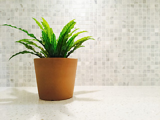 Image showing Green plant in the bright kitchen