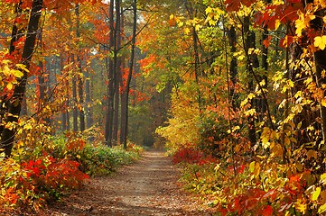 Image showing Colors of Fall