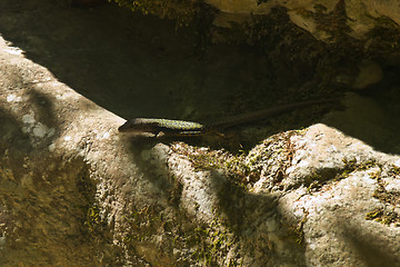 Image showing lizard