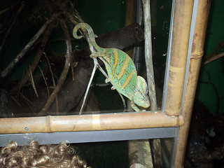 Image showing chameleon
