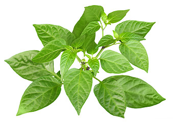 Image showing Blossoming  branch of pepper