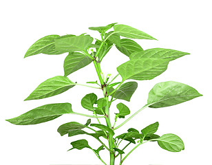 Image showing Branch of pepper