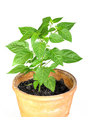 Image showing Branch of pepper