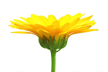 Image showing One orange flower of calendula
