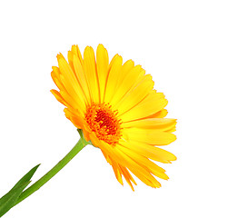 Image showing One orange flower of calendula