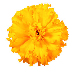 Image showing One orange flower of marigold