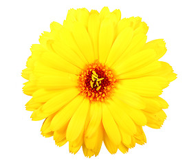 Image showing One yellow flower of calendula