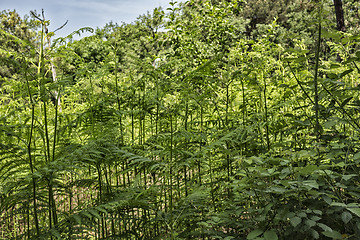 Image showing Ferns  in the pinewood forest near Marina Romea