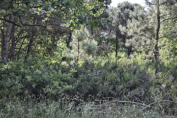 Image showing Plants in the pinewood forest near Marina Romea 