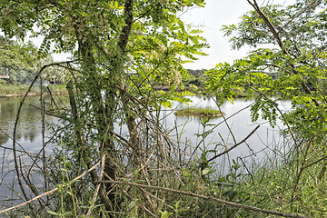 Image showing Plants on the lagoon near Marina Romea 