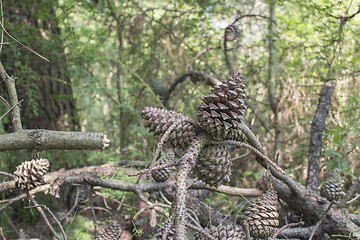Image showing Pine cones in the pinewood forest near Marina Romea 